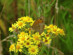 Steeds meer vlinders en insecten bezoeken de akker.